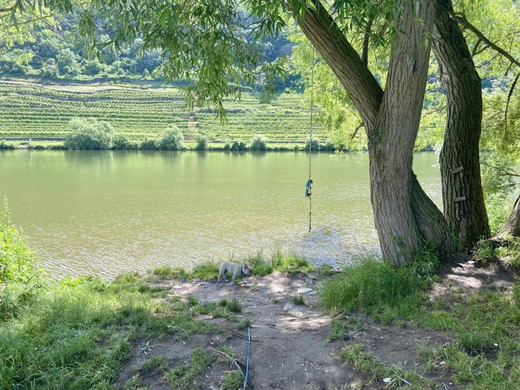 Lieblingsplatz Koblenz Villa Koblenz  Bagian luar foto